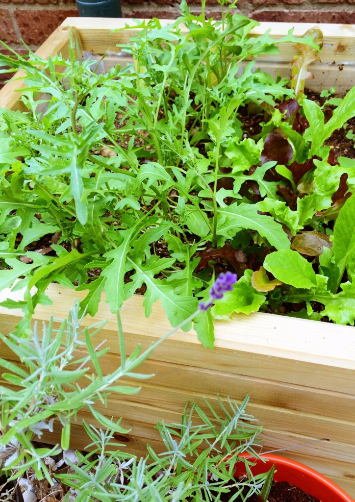 one of our two small raised beds – this one holds the mixed salad leaves