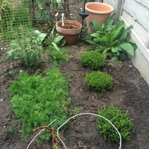 self-sown nigella and new shrubs along the fence