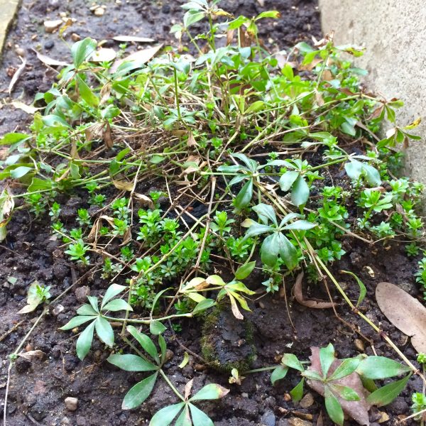 is sweet woodruff poisonous to dogs